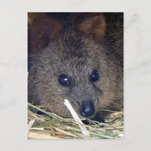 Postal Quokka (Anverso)