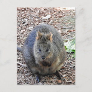 Postal Quokka