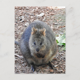 Postal Quokka