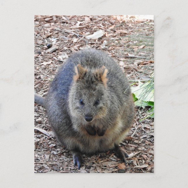 Postal Quokka (Anverso)