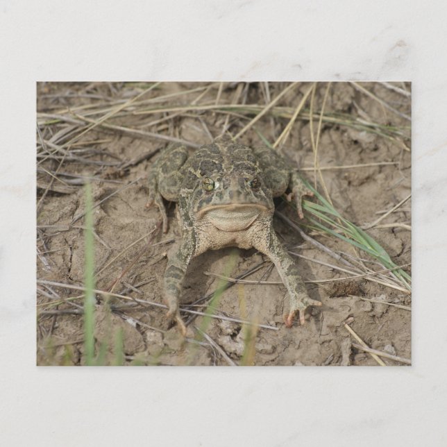 Postal R10 Prairie Toad (Anverso)