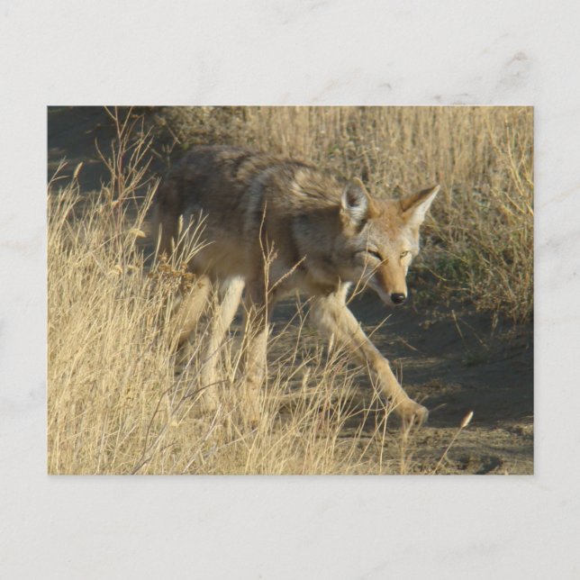Postal R14 Coyote Walking (Anverso)