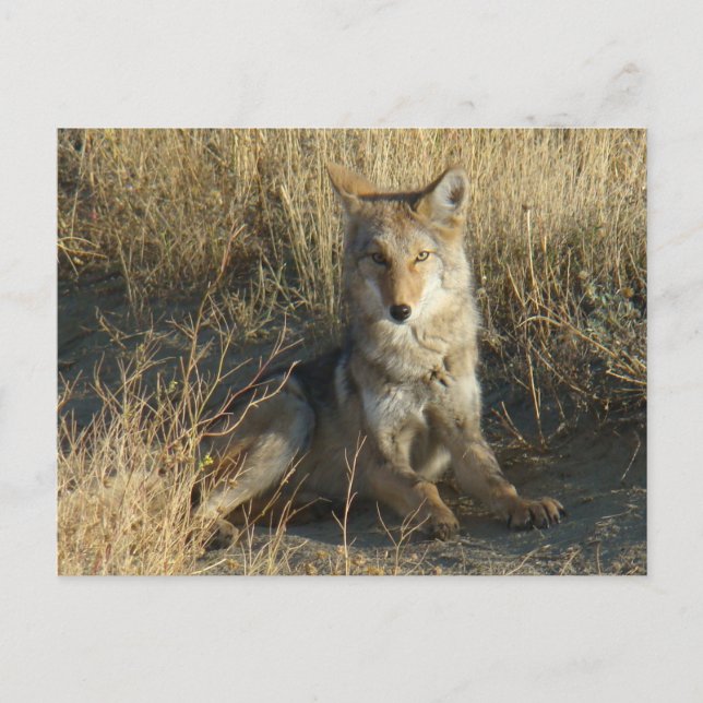 Postal R15 Coyote Echado (Anverso)