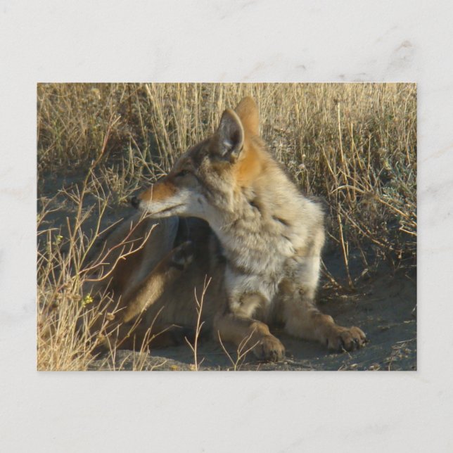 Postal R16 Coyote Rascando (Anverso)