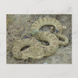 Postal R20 Prairie Rattlesnake Herido
