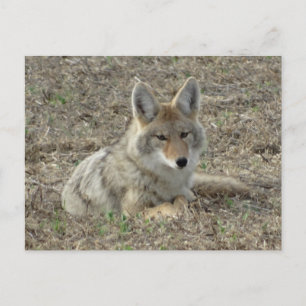 Postal R22 Coyote Acostado