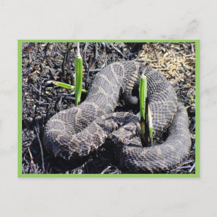 Postal r3-mo-sqr-snake al sol en el área de quemaduras