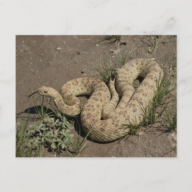 Postal R6 Prairie Rattlesnake (Anverso)