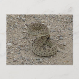 Postal R9 Prairie Rattlesnake Enrollado