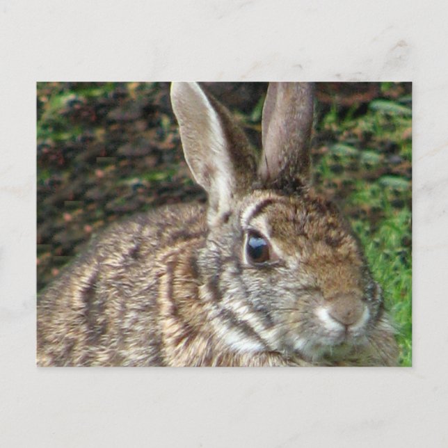 Postal Rabbit Wild Up Close Postcard (Anverso)