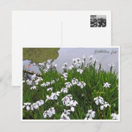 Postal Rabbitear Iris