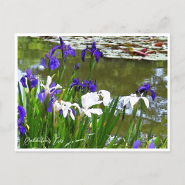 Postal Rabbitear Iris