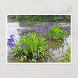 Postal Rabbitear Iris