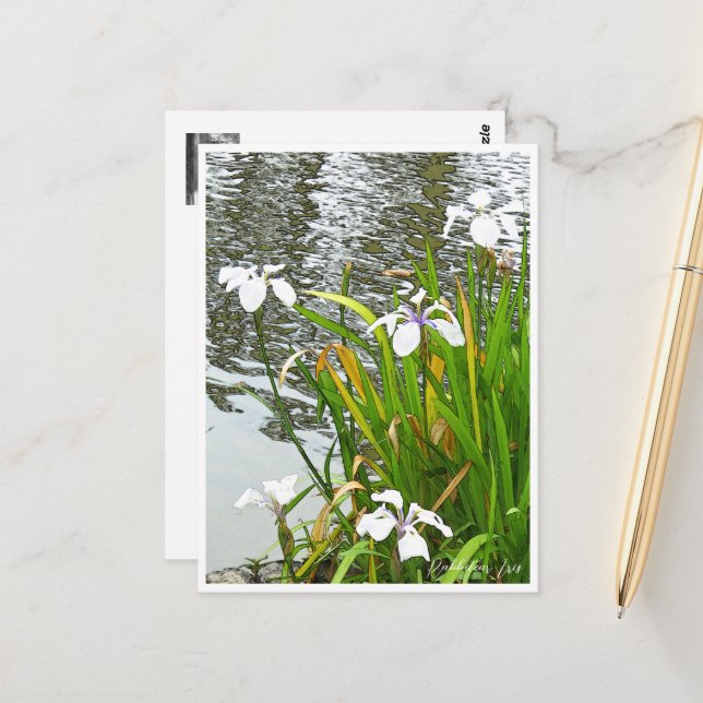 Postal Rabbitear Iris (Anverso/Reverso In Situ)