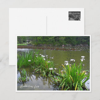 Postal Rabbitear Iris