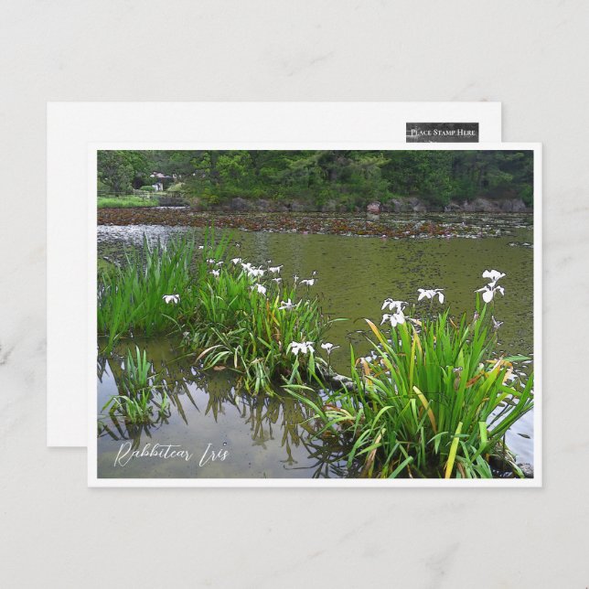 Postal Rabbitear Iris (Anverso / Reverso)