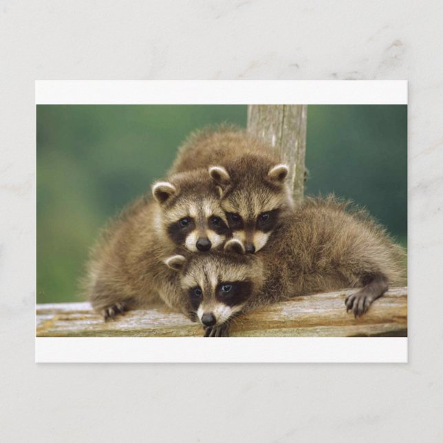 Postal Raccoon (Anverso)