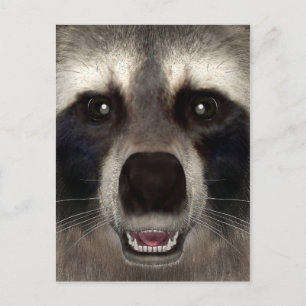 Postal Raccoon