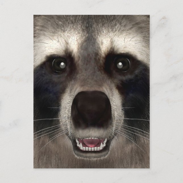 Postal Raccoon (Anverso)