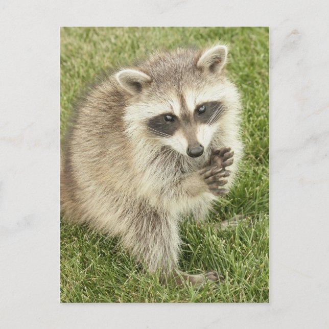 Postal Raccoon (Anverso)