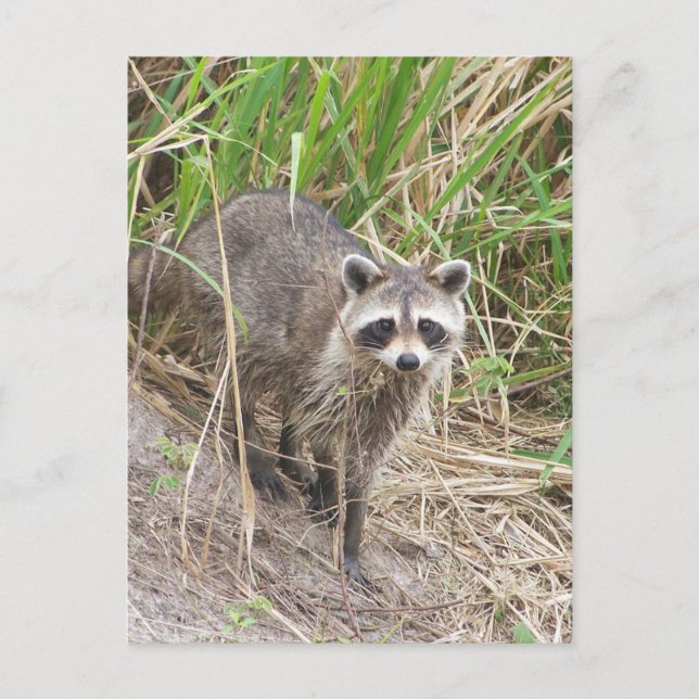 Postal Raccoon (Anverso)