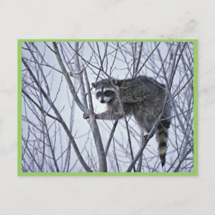 Postal Raccoon