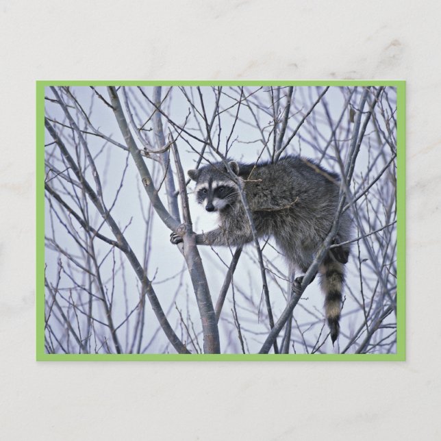 Postal Raccoon (Anverso)