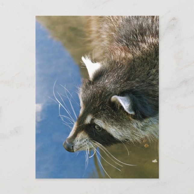 Postal Raccoon (Anverso)