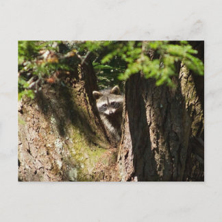 Postal Raccoon