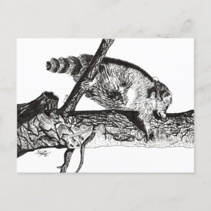 POSTAL RACCOON