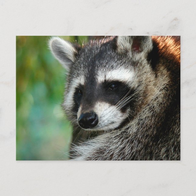 Postal Raccoon 001 (Anverso)