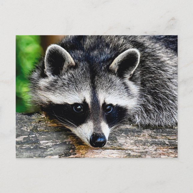 Postal Raccoon 003 (Anverso)