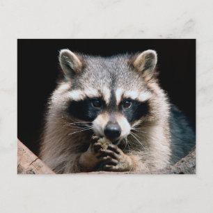 Postal Raccoon 004