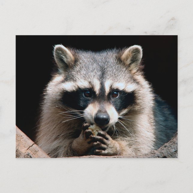Postal Raccoon 004 (Anverso)