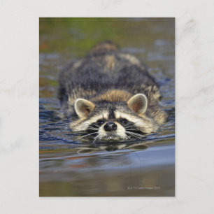 Postal Raccoon adulto, Procyon lotorOrder: