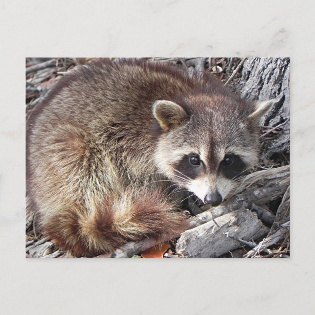 Postal Raccoon dulce (Anverso)