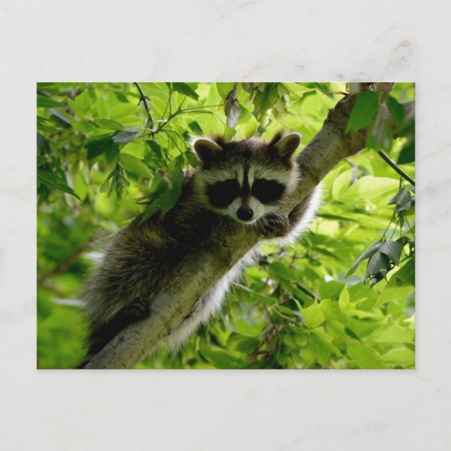 Postal Raccoon en el mapache gris mate de árbol verde (Anverso)