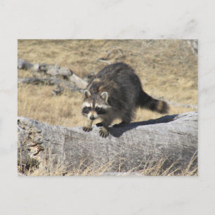 Postal Raccoon En El Registro De Árboles