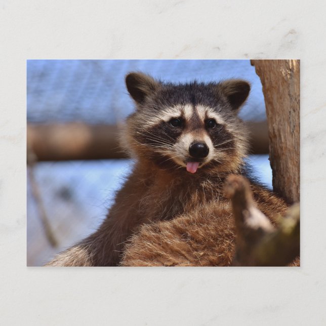 Postal Raccoon gracioso dice que es lengua fuera (Anverso)