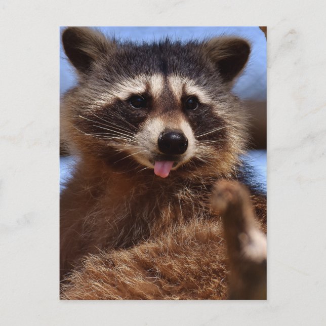 Postal Raccoon gracioso dice que es lengua fuera (Anverso)