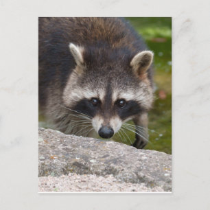 Postal Raccoon hace contacto directo con los ojos