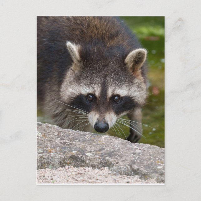 Postal Raccoon hace contacto directo con los ojos (Anverso)