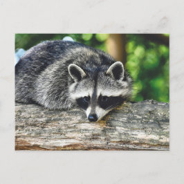 Postal Raccoon Log Mammal de Vida Silvestre