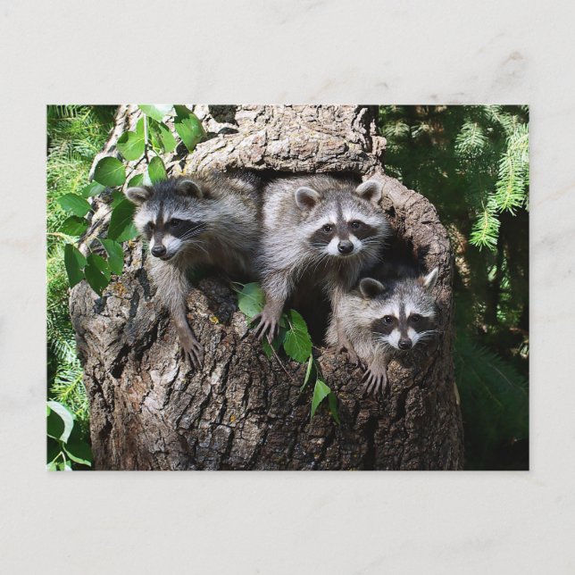 Postal Raccoon - Los Tres Amigos (Anverso)