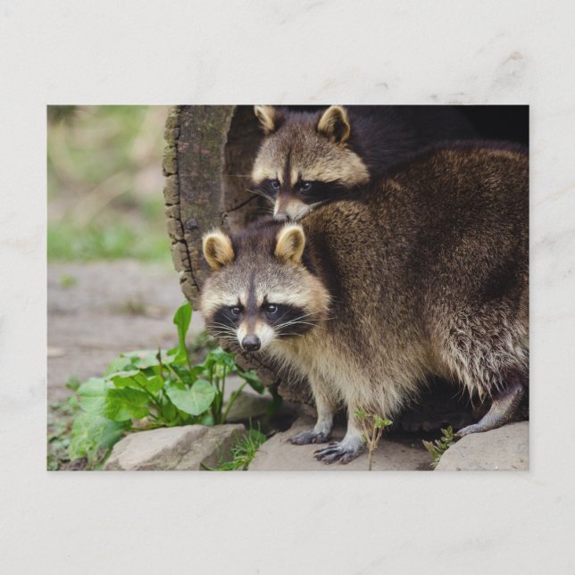 Postal Raccoon Madre Proteja al bebé (Anverso)