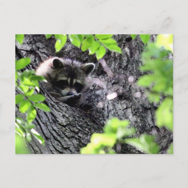Postal Raccoon oculto (Anverso)