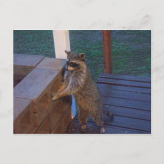Postal Raccoon parado en el portón trasero
