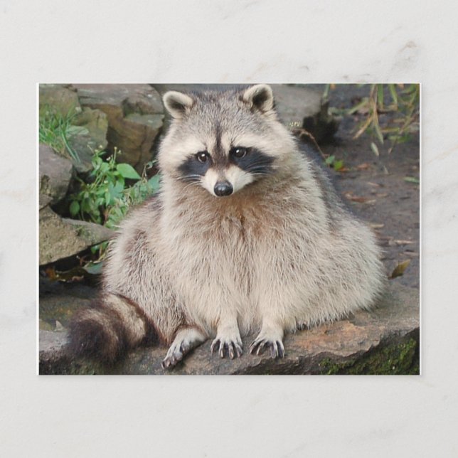 Postal Raccoon Postcard (Anverso)