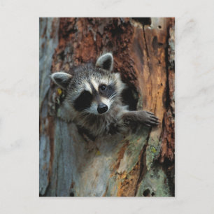 Postal Raccoon Postcard