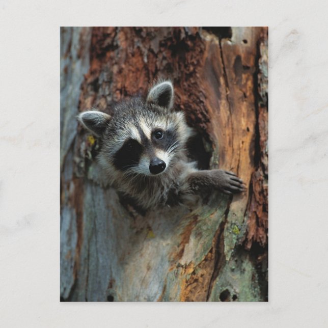Postal Raccoon Postcard (Anverso)